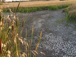 2026-07-12 - barbatre (02)